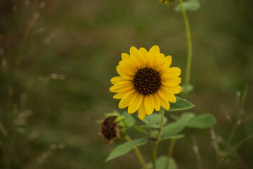 Flowers in the Botanical Gardens