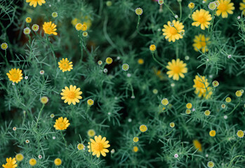 Closed up of yellow daisy  flower on nature background,