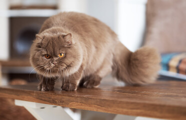 Britisch Kurzhaar Kitten Katzen imposant und edel