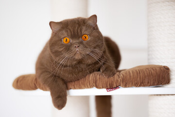Britisch Kurzhaar Kitten Katzen imposant und edel