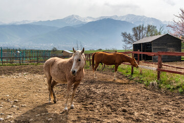 horses in the mountains