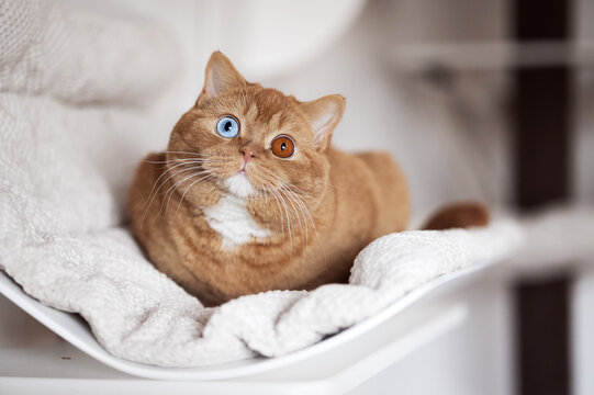 LUXUS Britisch Kurzhaar Odd und blue eyes Kitten Katzen kuscheln