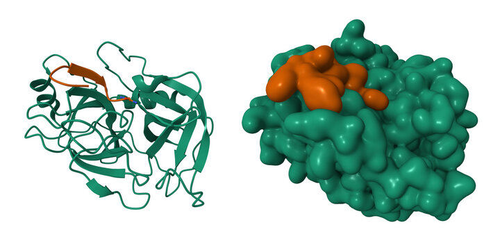 Crystal structure of trypsin (green)-vasopressin (brown) complex. 3D cartoon and Gaussian surface models, PDB 1yf4