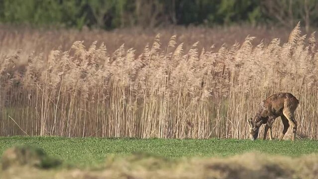 sarny pasą się na polu w pierwszych promieniach przedwiosennego słońca
