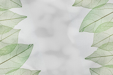 Beautiful green leaves, vein leaf textured foliage, organic design background with natural light casts shadows above gray color surface. Aesthetic nature macro trends, minimal seasonal