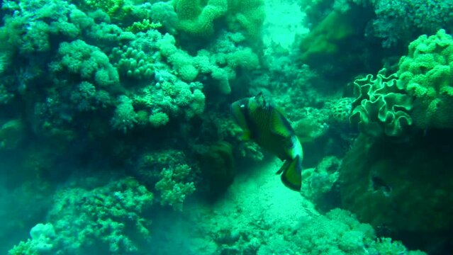 trigger fish in the coral reef