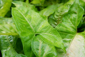Green, emerald clover leaf covered with sparkling dew or rain drops: leaves after rain, macro, natural backgrounds. close up