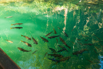 Many fishe in clear water running from inside to the front of the cave at Wat Tham Chiang Dao, Chiang Dao, Chiang Mai, Thailand.