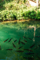 Many fishe in clear water running from inside to the front of the cave at Wat Tham Chiang Dao, Chiang Dao, Chiang Mai, Thailand.