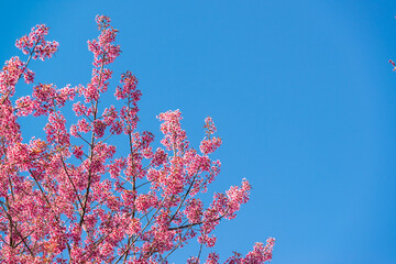 Beautiful wild himalayan cherry or Nang phaya suea khrong (Prunus cerasoides) full bloom flowers with blue sky background at Khun Chang Khian Highland Research Station, Chiang Mai, Thailand.