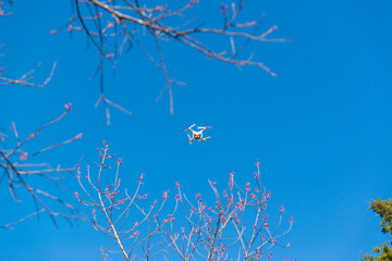 Unidentify drone flying over wild himalayan cherry flower or Nang phaya suea khrong (Prunus cerasoides) at Khun Chang Khian Highland Research Station, Chiang Mai, Thailand.