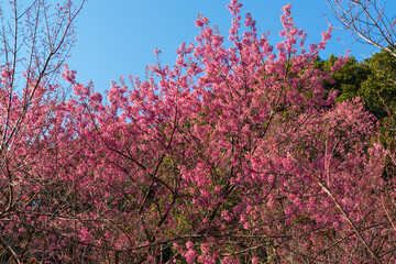 Beautiful wild himalayan cherry or Nang phaya suea khrong (Prunus cerasoides) full bloom flowers with blue sky background at Khun Chang Khian Highland Research Station, Chiang Mai, Thailand.