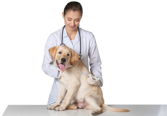 Fototapeta na wymiar Beautiful young veterinarian injecting dog on a white background
