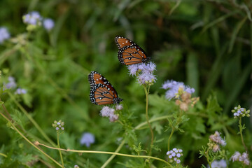 Queen Butterflies in Blue Mistflower, Fall in Fredericksburg, Texas