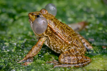 Frog in water. One breeding male pool frog crying with vocal sacs on both sides of mouth in vegetated areas. Pelophylax lessonae.