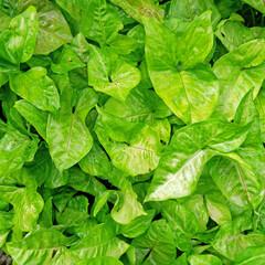 Epipremnum Aureum leaves that look exotic in the morning. looks fresh green with a splash of morning dew that sticks