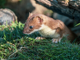 Stoat Peering over a Grass Bank