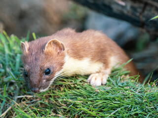 Stoat Peering over a Grass Bank