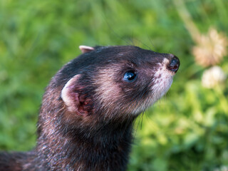 Close-up Portrait of a Polecat Head