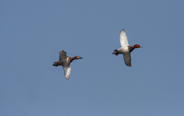 water bird in its natural environment, Common Pochard, Aythya ferina	
