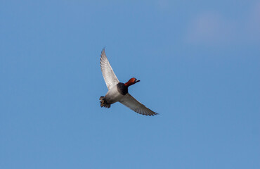 water bird in its natural environment, Common Pochard, Aythya ferina	