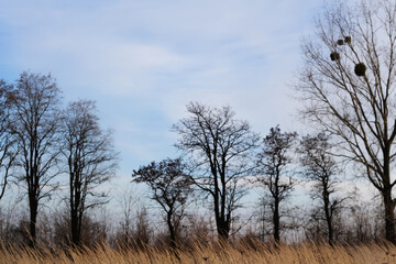 Defocus black trees without leaves standing in rae in autumn field. Dry dead tree on the slope, the concept of sadness and hopelessness, depression psychology. Out of focus