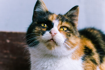 Fototapeta premium Tricolor cat.Colorful cat.Beautiful cat eyes.Cute animal.Homeless animal.Animal shelter.Beautiful multicolored wool.Animal female.Beautiful interesting color of the pet.Love for animals.Muzzle.Pet.