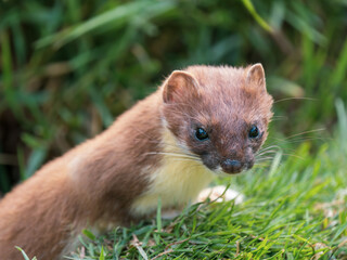 Stoat Peering over a Grass Bank
