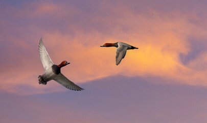water bird in its natural environment, Common Pochard, Aythya ferina	