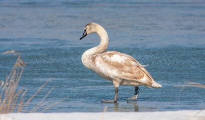 large waterfowl in its natural habitat, Mute Swan, Cygnus olor