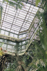 Vintage greenhouse structure made with glass and still. Tropical plants in indoor garden. Exotic leaves in plant house.