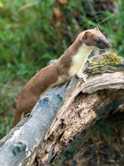 Stoat Peering over a Grass Bank