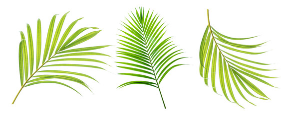 Palm leaves Green nature Tropical forest isolated on transparent background - png  © eakarat
