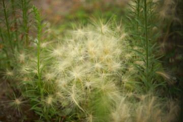 Fluffy white plant amidst green grass and weeds. Closeup.