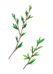 Watercolor tree branches with young shoots, small spring bright green leaves. Hand-drawn.