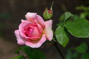 One pink rose and rosebud, flowering on a natural green background, close-up. 
