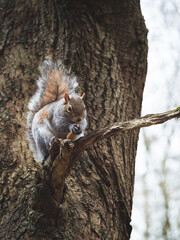 Grey squirrel feeding on peanuts