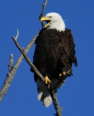 american bald eagle on a branch