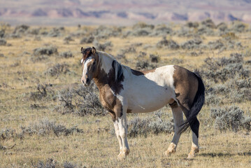 Fototapeta na wymiar Beautiful Wild Horse in Autumn in the Wyoming Desert