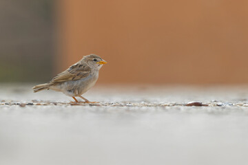 Spanish sparrow (Passer hispaniolensis) perched on the island of Fuerteventura.