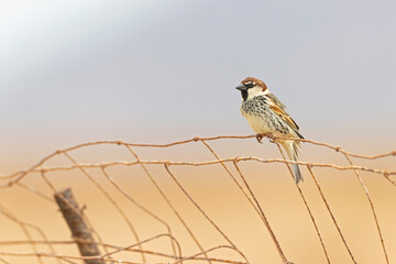 Spanish sparrow (Passer hispaniolensis) perched on the island of Fuerteventura.