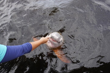 Feeding the freshwater dolphins (Inia geoffrensis) in Novo Airao, Amazonas - Brazil.
