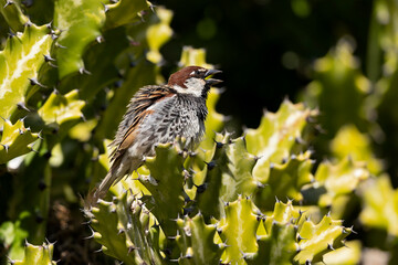 Spanish sparrow (Passer hispaniolensis) perched on the island of Fuerteventura.