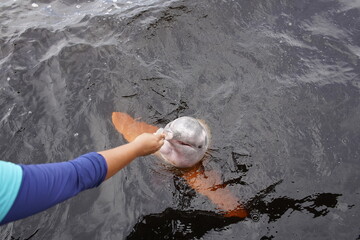Feeding the freshwater dolphins (Inia geoffrensis) in Novo Airao, Amazonas - Brazil.