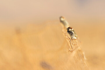 Spanish sparrow (Passer hispaniolensis) perched on the island of Fuerteventura.