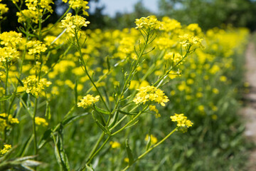 Rapeseed blooming on the side of a dirt road on a sunny day