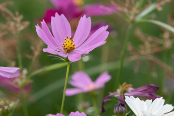 Purple Flower