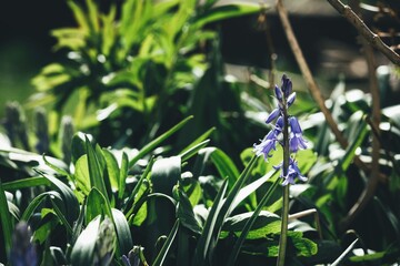 Bluebells