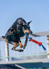 Dobermann Pincher catching a toy in midair while dock diving