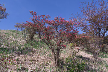 Katsuragi Plateau and azaleas in Mt. Yamato Katsuragi in spring, Kushira, Gose City, Nara Prefecture.